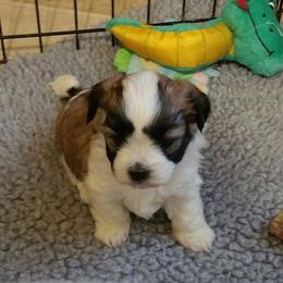Havanese Puppies from Bedlem Havanese