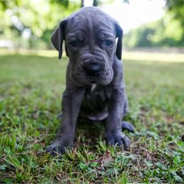 Sapphire - Blue female Great Dane puppy in Rosharon, Texas from Parker's Great Danes