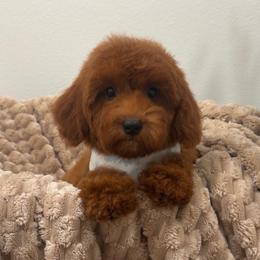 Maple - Red  female Goldendoodle puppy in Anaheim, California from Doodles