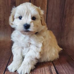 Brown Collar - Apricot male Schnoodle puppy in Leitchfield, Kentucky from Eveleigh Acres Puppies