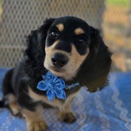 ABEL male  2700 - Black and cream male Dachshund puppy in Lexington, Oklahoma from Long Doggy Acres Miniature Dachshunds