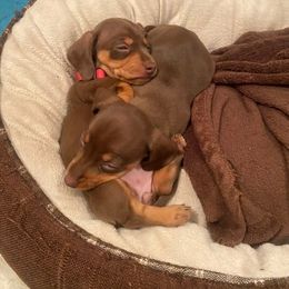 Dachshund Puppies from SouthernMama Doxies