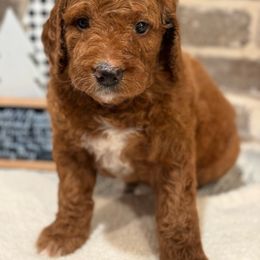 Boy 1 - Orange Collar Boy - Red  Goldendoodle puppy in Mansfield, Texas from Double H Doodles