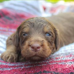 Hershey - Aussiedoodle puppy in Mountain Home, Arkansas from Amos and Oak Doodles