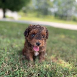 Remmie - Red brindle male Havapoo puppy in Bowling Green, Kentucky from Denise Clark