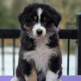 Godiva - Black tri-color female Australian Shepherd puppy in Maryland from Lake Shore Australian Shepherds