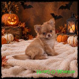 Howl-O-Weenie - Fawn male Chihuahua puppy in Demorest, Georgia from Sourpatch Chihuahuas