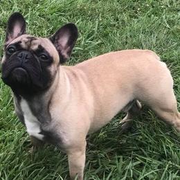 French Bulldogs from 2K Frenchies