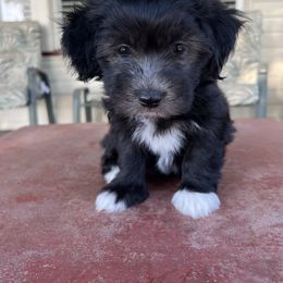 Companion Cross Puppies from V & V Kennels