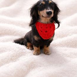 Miss Scarlett - Dachshund