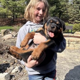 Rottweiler Puppies from Alpha Co. Rottweilers