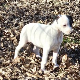 Dove - White and black Whippet puppy in Lenoir City, Tennessee from Equiss Whippets