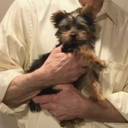 Yorkshire Terrier Puppies from JulesofVillage