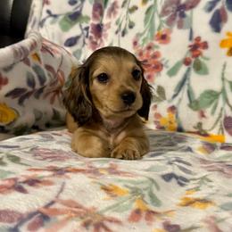 Kirk - Cream male Dachshund puppy in Magnolia, Texas from J&R Macias Dachshunds