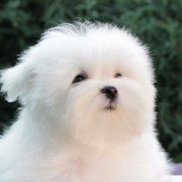 Maggie - Maltese