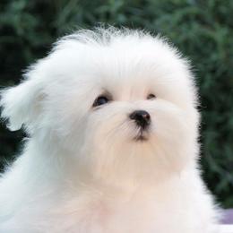 Maggie - Maltese