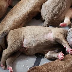 Chesapeake Bay Retriever Puppies from Bellus Chesapeakes
