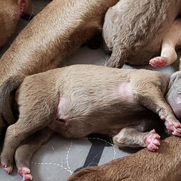 Chesapeake Bay Retriever Puppies from Bellus Chesapeakes