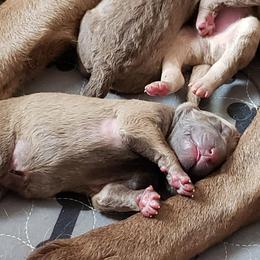 Chesapeake Bay Retriever Puppies from Bellus Chesapeakes