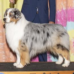 Australian Shepherd puppies from Dirty Laundry Australian Shepherds