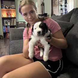 Miniature American Shepherd Puppies from TimberRidge
