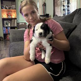 Miniature American Shepherd Puppies from TimberRidge