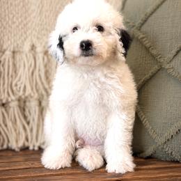 Cash - Black and white male Sheepadoodle puppy in Norwood, Missouri from Neuroth Pup Co.