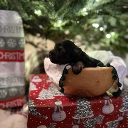 Jingle - Black male Miniature Schnauzer puppy in Greenville, South Carolina from Synergy Schnauzers