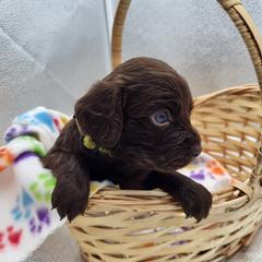 Boykin Spaniel Puppies from Waddell-Kennels