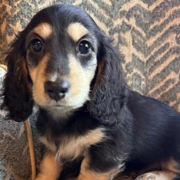 Boy 2 - Black and cream male Dachshund puppy in Fieldbrook, California from Honeydox Miniature Dachshunds