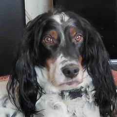 Bliz - English Setter