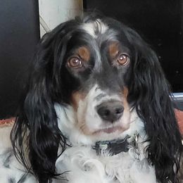 Bliz - English Setter