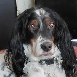 Bliz - English Setter
