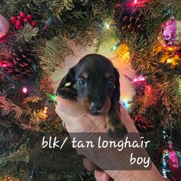 Boy 2 - Black and tan male Dachshund puppy in La Pine, Oregon from Lil Deschutes