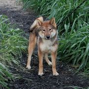 Kotomi - Red sesame female Shikoku puppy in Virginia from Hachidori Sou