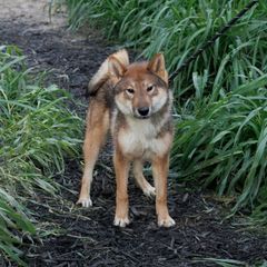 Kotomi - Red sesame female Shikoku puppy in Virginia from Hachidori Sou