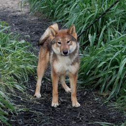 Kotomi - Red sesame female Shikoku puppy in Virginia from Hachidori Sou