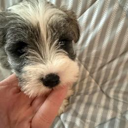 Green - Parti male Miniature Schnauzer puppy in Griggsville, Illinois from Stephenson’s Mini Schnauzer’s