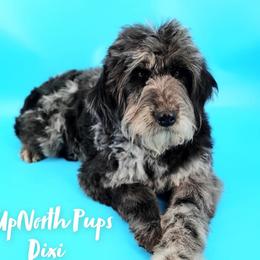 Dixi - Goldendoodle