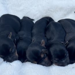 Yorkshire Terrier Puppies from Celestial Family Terriers (Yooper Yorkies)