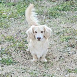 Cam - Dachshund