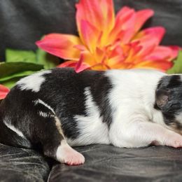 Boo - Blue merle female Miniature Australian Shepherd puppy in Bethany, Connecticut from Tini Thyme Mini Aussies