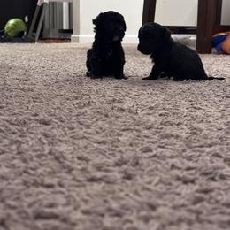 Poodle All Grown Up from Parti-Pawz