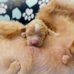 Australian Labradoodle Puppies from Integrity Labradoodles