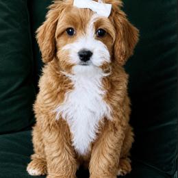 Cream Bow Girl - Red female Cavapoo puppy in Gilbert, Arizona from Dani’s Dawgs