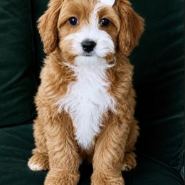 Cream Bow Girl - Red female Cavapoo puppy in Gilbert, Arizona from Dani’s Dawgs