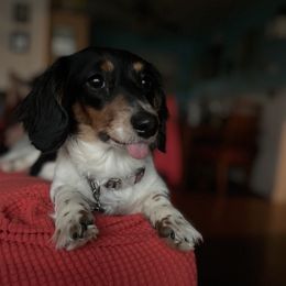 Maggie - Dachshund