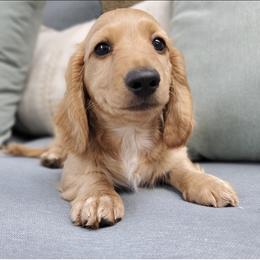 Cinder - Red male Dachshund puppy in Aiken, South Carolina from Ming's Mongols