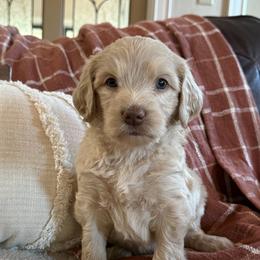 Wilson Family's Eagle - Cream male Goldendoodle puppy in Norman, Oklahoma from Wilson Family Companions