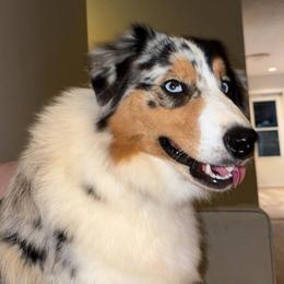 Pepper - Australian Shepherd